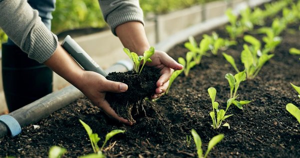 What Are the Best Organic Fertilizers for an Indoor Herb Garden?