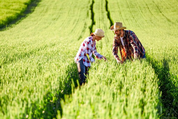 How Can Community-Supported Agriculture (CSA) Schemes Benefit UK Urban Residents?
