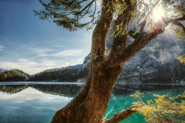 Mastering the essentials: tree surgeon qualifications explained
